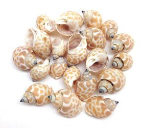 pepperlonely 20pc small babylonia spirata hermit crab sea shells, 1/2 inch ~ 1 inch