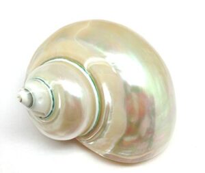pepperlonely 1 pc polished white jade turbo sea shell, hermit crab sea shells, 4 inch ~ 5 inch