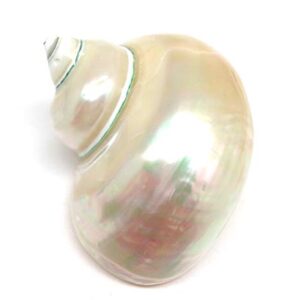 PEPPERLONELY 1 PC Polished White Jade Turbo Sea Shell, Hermit Crab Sea Shells, 4 Inch ~ 5 Inch