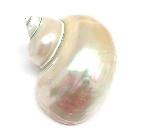 PEPPERLONELY 1 PC Polished White Jade Turbo Sea Shell, Hermit Crab Sea Shells, 4 Inch ~ 5 Inch