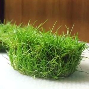 Dwarf Hairgrass Eleocharis Parvula Sp Mini 100% Tissue Culture Easy Freshwater Carpet Live Aquarium Plants Decorations 3 Days Live Guaranteed