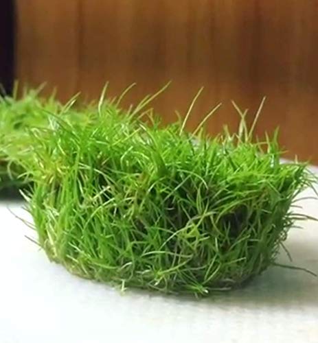 Dwarf Hairgrass Eleocharis Parvula Sp Mini 100% Tissue Culture Easy Freshwater Carpet Live Aquarium Plants Decorations 3 Days Live Guaranteed