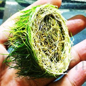 dwarf hairgrass eleocharis parvula sp mini 100% tissue culture easy freshwater carpet live aquarium plants decorations 3 days live guaranteed