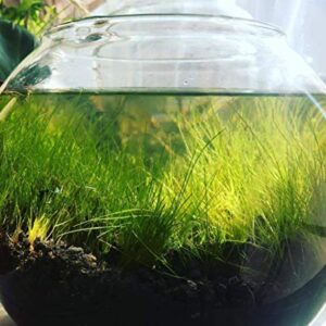 Dwarf Hairgrass Eleocharis Parvula Sp Mini 100% Tissue Culture Easy Freshwater Carpet Live Aquarium Plants Decorations 3 Days Live Guaranteed
