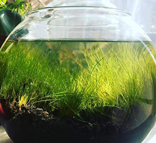 Dwarf Hairgrass Eleocharis Parvula Sp Mini 100% Tissue Culture Easy Freshwater Carpet Live Aquarium Plants Decorations 3 Days Live Guaranteed