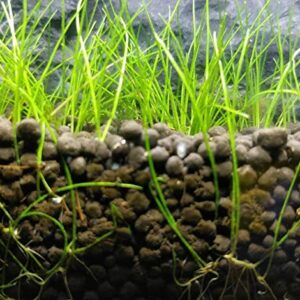 Dwarf Hairgrass Eleocharis Parvula Sp Mini 100% Tissue Culture Easy Freshwater Carpet Live Aquarium Plants Decorations 3 Days Live Guaranteed