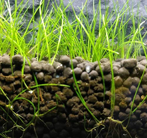 Dwarf Hairgrass Eleocharis Parvula Sp Mini 100% Tissue Culture Easy Freshwater Carpet Live Aquarium Plants Decorations 3 Days Live Guaranteed