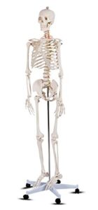 happygrill 5.9ft human anatomical anatomy skeleton life size full body skeleton with rolling stand for teaching
