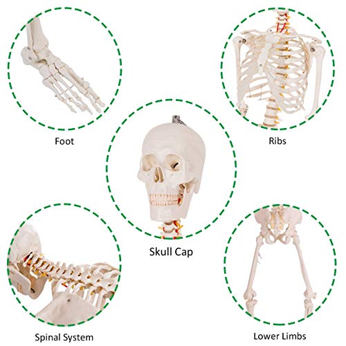 HAPPYGRILL 5.9FT Human Anatomical Anatomy Skeleton Life Size Full Body Skeleton with Rolling Stand for Teaching