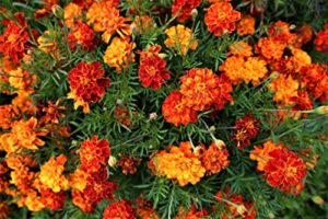 marigold seeds for planting french marigold flower seeds mix - about 500 seeds