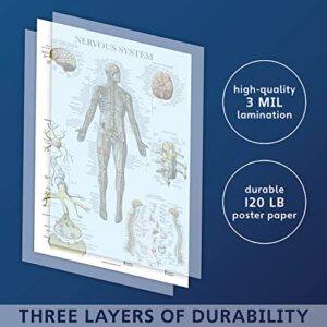 Palace Learning Nervous System Anatomy Poster - LAMINATED - Autonomic Nervous System & Brain Anatomical Chart - 18" x 24"