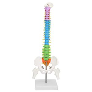 human spine model colored flexible scientific anatomical human skeleton spine model anatomy model including spine nerve roots vertebral artery transverse spine femur 45cm/17.7in
