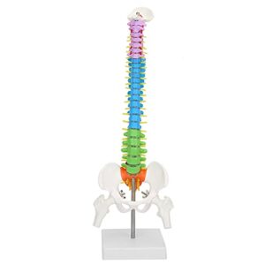 Human Spine Model Colored Flexible Scientific Anatomical Human Skeleton Spine Model Anatomy Model Including Spine Nerve Roots Vertebral Artery Transverse Spine Femur 45cm/17.7in