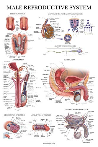 Palace Learning Laminated Male Reproductive System Anatomical Chart - Male Anatomy Poster - 18" x 24"