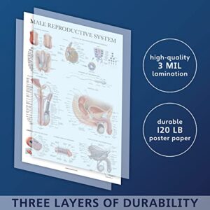 Palace Learning Laminated Male Reproductive System Anatomical Chart - Male Anatomy Poster - 18" x 24"
