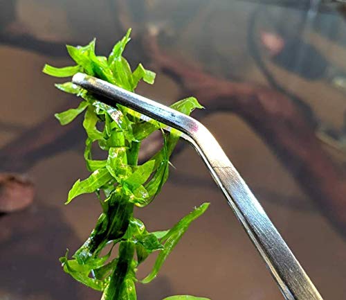 Anacharis Potted Elodea Densa Tropical Freshwater Stems Live Aquarium Plants Aquatic Pond Water Decorations 3 Days Live Guaranteed by Mainam