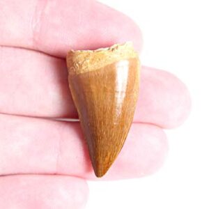 Real Mosasaurus Tooth Fossil - Authentic Dinosaur Tooth Specimen - Dey Designs Certificate of Authenticity