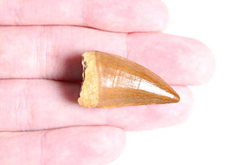 Real Mosasaurus Tooth Fossil - Authentic Dinosaur Tooth Specimen - Dey Designs Certificate of Authenticity