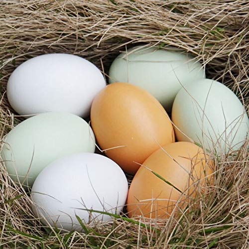 Folgtek 12pcs DIY Dummy Eggs Wooden Fake Eggs Simulation Chicken Duck Goose Egg DIY Easter Egg Toy for Hunting Decoys Decoration Egg