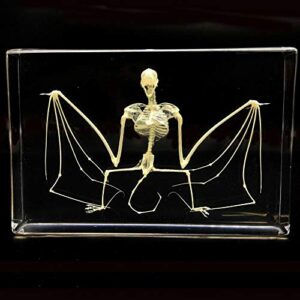 taxidermy real bat skeleton specimens science classroom specimen for science education