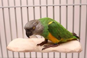 hardwood platform nu perch for small to medium parrots