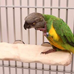 Hardwood Platform NU Perch for Small to Medium Parrots