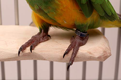 Hardwood Platform NU Perch for Small to Medium Parrots