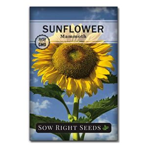 sow right seeds - mammoth sunflower seeds for planting - grow giant grey stripe sun flowers in your garden - non-gmo heirloom seeds with full instructions for planting bright sunflowers at home (1)