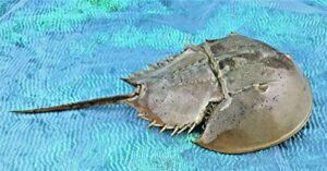 real horseshoe crab shell with legs shell specimen collectible