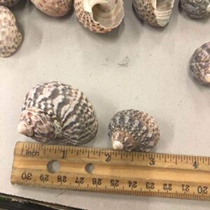 PEPPERLONELY 12PC Turbo Stripe Sea Shell, Hermit Crab Sea Shells, 1 Inch ~ 1-1/2 Inch