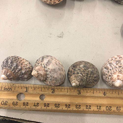 PEPPERLONELY 12PC Turbo Stripe Sea Shell, Hermit Crab Sea Shells, 1 Inch ~ 1-1/2 Inch