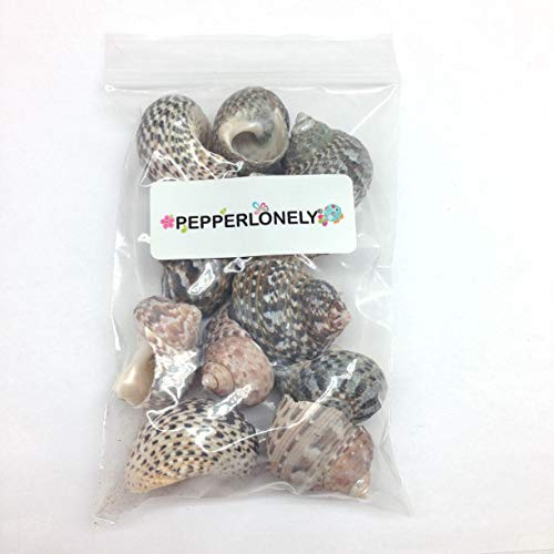 PEPPERLONELY 12PC Turbo Stripe Sea Shell, Hermit Crab Sea Shells, 1 Inch ~ 1-1/2 Inch