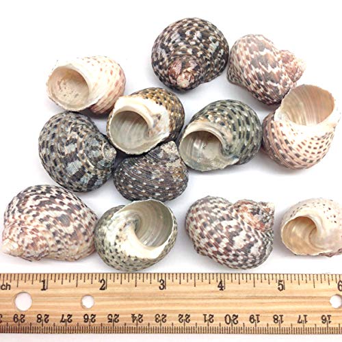 PEPPERLONELY 12PC Turbo Stripe Sea Shell, Hermit Crab Sea Shells, 1 Inch ~ 1-1/2 Inch