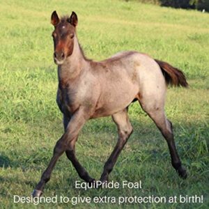 Equipride FOAL - Probiotics and Prebiotics Designed to give Extra Protection at Birth - Oral Paste - Two Doses in One Tube - All Components are Safe, Natural Biological Products - Diverse Antibodies