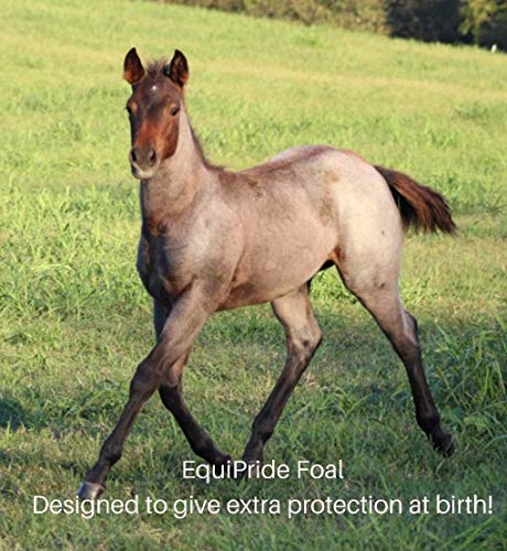 Equipride FOAL - Probiotics and Prebiotics Designed to give Extra Protection at Birth - Oral Paste - Two Doses in One Tube - All Components are Safe, Natural Biological Products - Diverse Antibodies