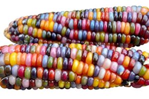100+ glass gem corn seeds non-gmo popcorn delicious jewel-toned, glass-like kernels, grown in usa. rare! ornamental and edible! harley seeds