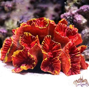danmu 1pc of polyresin coral ornament, aquarium coral decor 3 1/10" x 2 1/3" x 1 9/10" for fish tank aquarium decoration