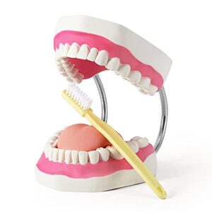 annhua large anatonmical teeth model 6 times dental hygiene teeth models, dentist teaching oral care model with detachable tongue and denture toothbrush