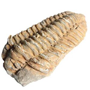 Real Trilobite Fossil Over 520 Million Years Old - Dey Designs Certificate of Authenticity