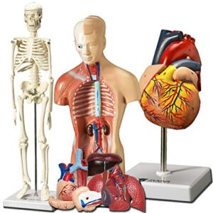 evviva sciences human heart, torso, and skeleton models - hands-on 3d model study tools for anatomy and physiology students with anatomical guide booklet, learning + educational kit