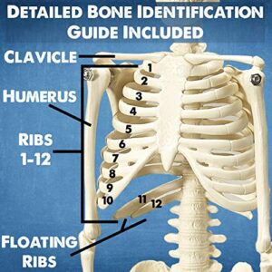 Evviva Sciences Human Heart, Torso, and Skeleton Models - Hands-On 3D Model Study Tools for Anatomy and Physiology Students with Anatomical Guide Booklet, Learning + Educational Kit