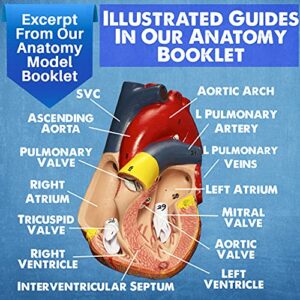 Evviva Sciences Human Heart, Torso, and Skeleton Models - Hands-On 3D Model Study Tools for Anatomy and Physiology Students with Anatomical Guide Booklet, Learning + Educational Kit