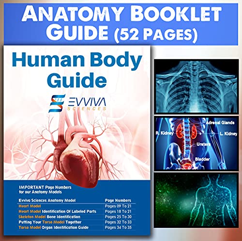 Evviva Sciences Human Heart, Torso, and Skeleton Models - Hands-On 3D Model Study Tools for Anatomy and Physiology Students with Anatomical Guide Booklet, Learning + Educational Kit