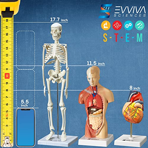 Evviva Sciences Human Heart, Torso, and Skeleton Models - Hands-On 3D Model Study Tools for Anatomy and Physiology Students with Anatomical Guide Booklet, Learning + Educational Kit