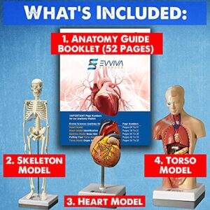 Evviva Sciences Human Heart, Torso, and Skeleton Models - Hands-On 3D Model Study Tools for Anatomy and Physiology Students with Anatomical Guide Booklet, Learning + Educational Kit