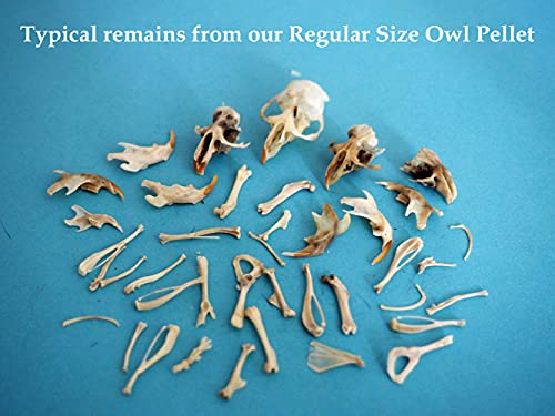 P1-100 Bargain Bucket, 100 Regular Owl Pellets with Teachers Guide and Bone Sorting Sheets