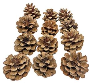 bonka bird toys 3284 pk12 natural pine cones foot talon bird toys