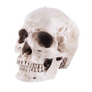 joonor resin medical anatomical human skull model - life size replica realistic human skull head bone model, anatomy skull high precision teaching tool halloween décor