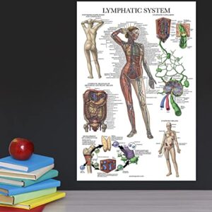 Palace Learning Laminated Lymphatic System Anatomical Poster - Lymphatic Anatomy Chart - 18" x 24"