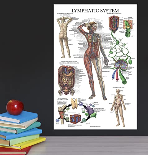 Palace Learning Laminated Lymphatic System Anatomical Poster - Lymphatic Anatomy Chart - 18" x 24"